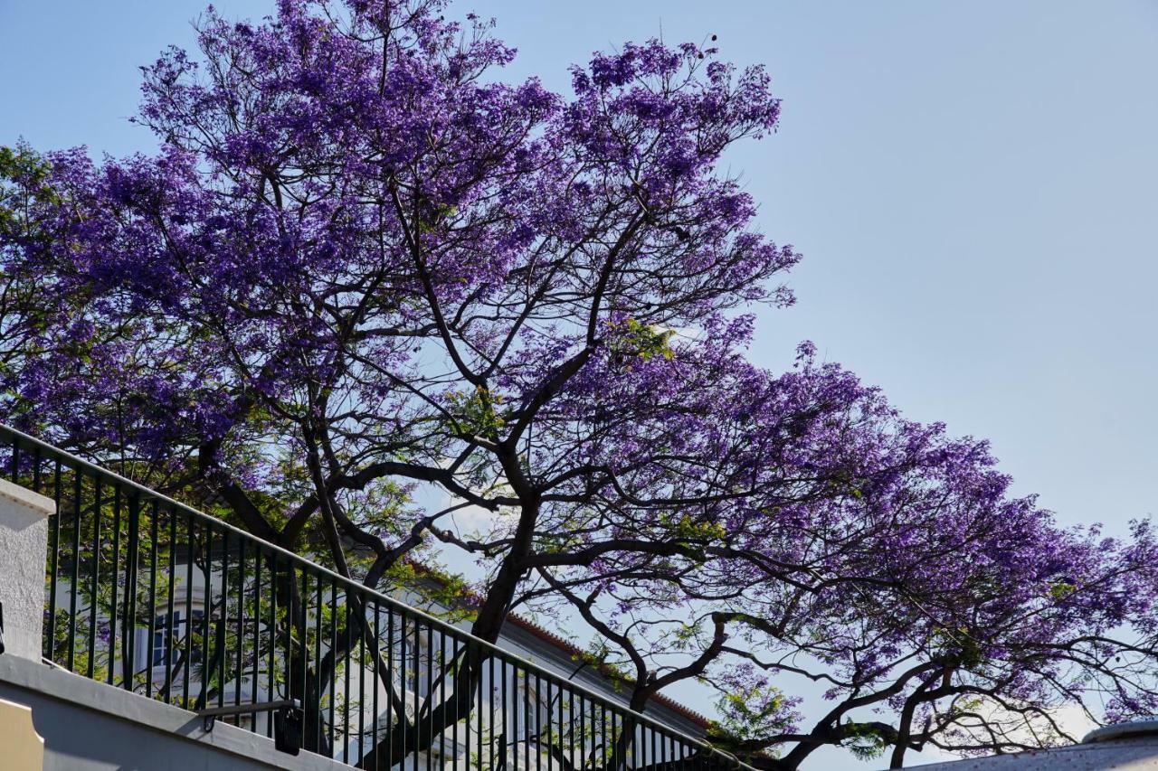 Apartmán Pimenta Funchal Downtown Exteriér fotografie